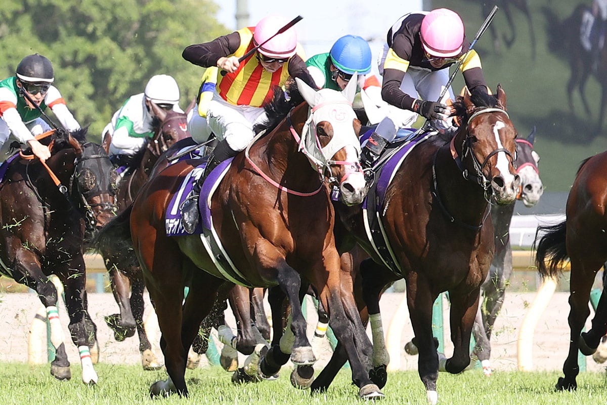 新潟 競馬 予想
